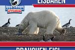 Eisbären brauchen Eis
